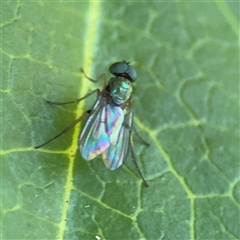 Dolichopodidae (family) (Unidentified Long-legged fly) at Parkes, ACT - 3 Feb 2025 by Hejor1