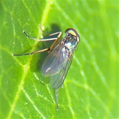 Dolichopodidae (family) at Parkes, ACT - 3 Feb 2025 04:01 PM