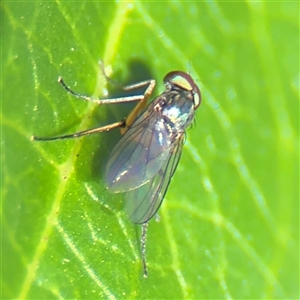 Dolichopodidae (family) at Parkes, ACT - 3 Feb 2025 04:01 PM