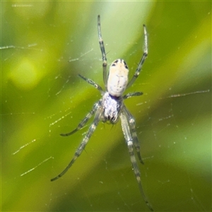 Araneus dimidiatus at Parkes, ACT by Hejor1