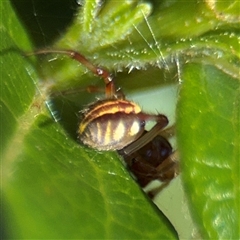 Phonognatha graeffei (Leaf Curling Spider) at Parkes, ACT - 3 Feb 2025 by Hejor1