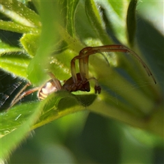 Phonognatha graeffei at Parkes, ACT - 3 Feb 2025 04:07 PM