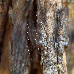 Neuroptera (order) (Unidentified lacewing) at Parkes, ACT - 3 Feb 2025 by Hejor1