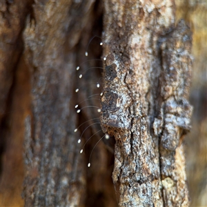 Neuroptera (order) at Parkes, ACT by Hejor1