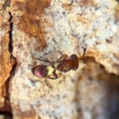 Chalcidoidea (superfamily) (A gall wasp or Chalcid wasp) at Parkes, ACT - 3 Feb 2025 by Hejor1