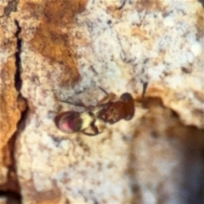 Chalcidoidea (superfamily) (A gall wasp or Chalcid wasp) at Parkes, ACT - 3 Feb 2025 by Hejor1