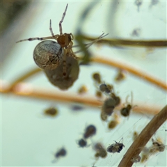 Cryptachaea veruculata (Diamondback comb-footed spider) at Parkes, ACT - 3 Feb 2025 by Hejor1