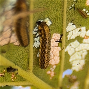 Xanthogaleruca luteola at Parkes, ACT by Hejor1