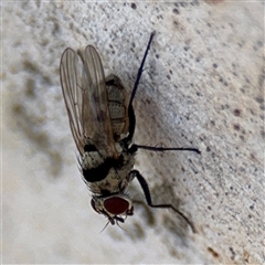 Anthomyiidae (family) (Anthomyiid fly) at Parkes, ACT - 3 Feb 2025 by Hejor1