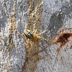 Phonognatha graeffei (Leaf Curling Spider) at Parkes, ACT - 3 Feb 2025 by Hejor1