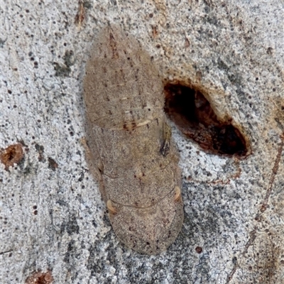 Ledromorpha planirostris (A leafhopper) at Parkes, ACT - 3 Feb 2025 by Hejor1