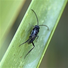 Evaniidae (family) (Hatchet wasp) at Parkes, ACT - 3 Feb 2025 by Hejor1