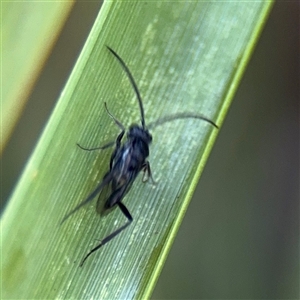 Evaniidae (family) at Parkes, ACT - 3 Feb 2025 04:21 PM