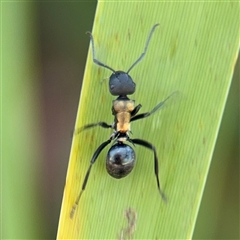 Polyrhachis ornata (Ornate spiny ant) at Parkes, ACT - 3 Feb 2025 by Hejor1