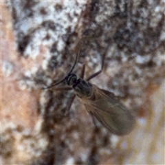 Sciaridae sp. (family) at Parkes, ACT - 3 Feb 2025 by Hejor1