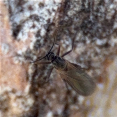 Sciaridae sp. (family) (Black fungus gnat) at Parkes, ACT - 3 Feb 2025 by Hejor1