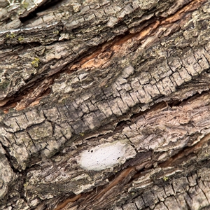 Araneidae (family) at Parkes, ACT by Hejor1