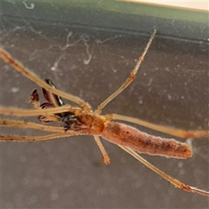 Tetragnatha sp. (genus) at Parkes, ACT by Hejor1