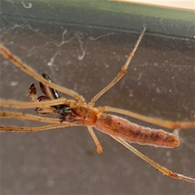 Tetragnatha sp. (genus) (Long-jawed spider) at Parkes, ACT - 3 Feb 2025 by Hejor1