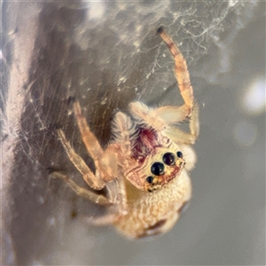 Opisthoncus sexmaculatus at Parkes, ACT by Hejor1