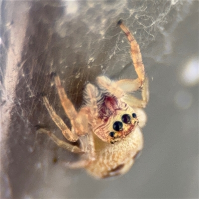 Opisthoncus sexmaculatus (Six-marked jumping spider) at Parkes, ACT - 3 Feb 2025 by Hejor1