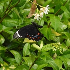 Papilio aegeus (Orchard Swallowtail, Large Citrus Butterfly) at Kingston, ACT - 27 Jan 2025 by DavidDedenczuk