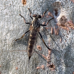 Cerdistus sp. (genus) at Parkes, ACT - 3 Feb 2025 by Hejor1