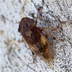 Stenocotis depressa (Leafhopper) at Parkes, ACT - 3 Feb 2025 by Hejor1