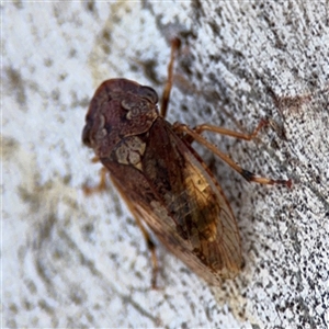 Stenocotis depressa at Parkes, ACT - 3 Feb 2025 04:29 PM