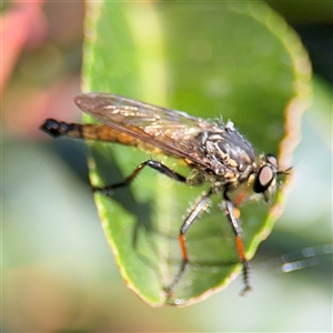 Zosteria sp. (genus) at Parkes, ACT by Hejor1