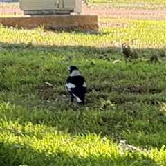 Gymnorhina tibicen (Australian Magpie) at Parkes, ACT - 3 Feb 2025 by Hejor1