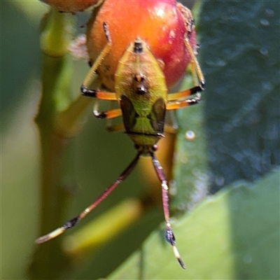 Amblypelta nitida (Fruit-spotting bug) at Parkes, ACT - 3 Feb 2025 by Hejor1