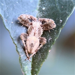 Hortophora sp. (genus) at Parkes, ACT - 3 Feb 2025 by Hejor1