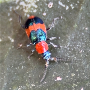 Dicranolaius sp. (Flower beetle) at Parkes, ACT by Hejor1