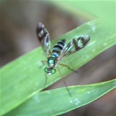 Heteropsilopus ingenuus (A long-legged fly) at Parkes, ACT - 3 Feb 2025 by Hejor1