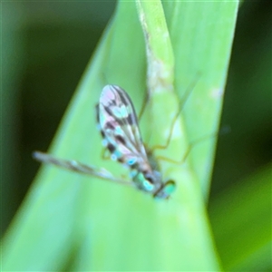 Heteropsilopus ingenuus at Parkes, ACT - 3 Feb 2025 04:47 PM