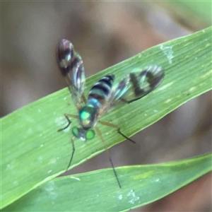 Heteropsilopus ingenuus at Parkes, ACT - 3 Feb 2025 04:47 PM