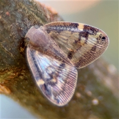 Scolypopa australis (Passionvine hopper, Fluffy bum) at Parkes, ACT - 3 Feb 2025 by Hejor1