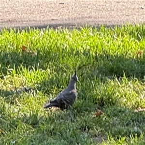 Ocyphaps lophotes (Crested Pigeon) at Parkes, ACT - 3 Feb 2025 by Hejor1