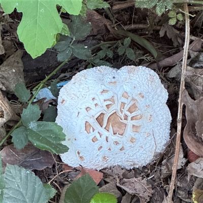 Chlorophyllum sp. at Parkes, ACT - 3 Feb 2025 by Hejor1