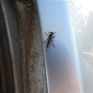 Cerdistus sp. (genus) (Slender Robber Fly) at Parkes, ACT by DavidDedenczuk