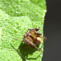 Australomimetus sp. (genus) (Unidentified Pirate spider) at Parkes, ACT - 3 Feb 2025 by Hejor1