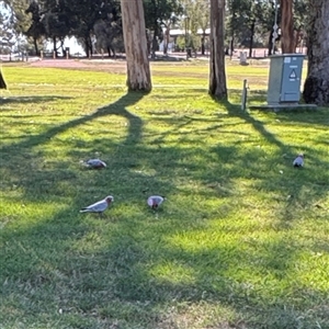 Eolophus roseicapilla (Galah) at Parkes, ACT - 3 Feb 2025 by Hejor1