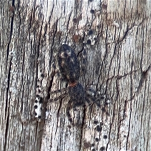 Sondra sp. (genus) at Parkes, ACT by Hejor1