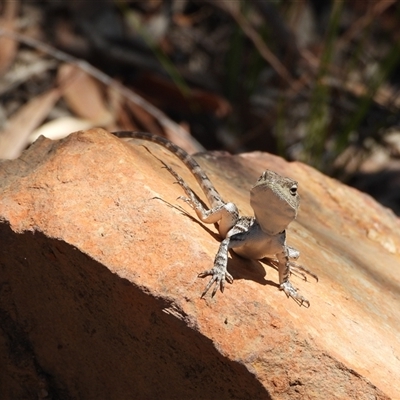 Amphibolurus muricatus at Bruce, ACT - 1 Feb 2025 by DavidDedenczuk