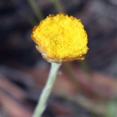 Coronidium monticola (Mountain Button Everlasting) at Tharwa, ACT - 2 Feb 2025 by Clarel