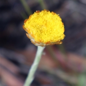 Coronidium monticola at Tharwa, ACT - 2 Feb 2025 by Clarel