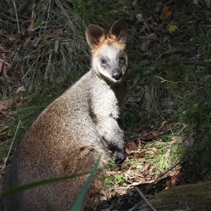 Wallabia bicolor at Uriarra Village, ACT - 2 Feb 2025 08:30 AM