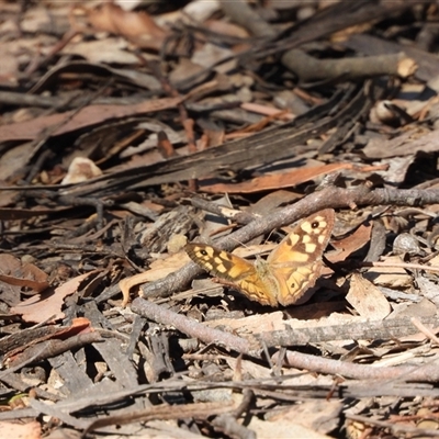 Geitoneura klugii (Marbled Xenica) at Uriarra Village, ACT - 2 Feb 2025 by DavidDedenczuk