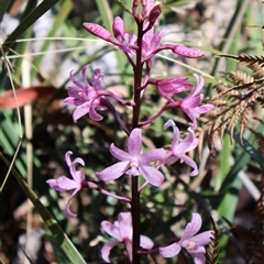 Dipodium roseum (Rosy Hyacinth Orchid) at Tharwa, ACT - 1 Feb 2025 by Clarel